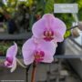 Orchid – 4″/5″ Pot